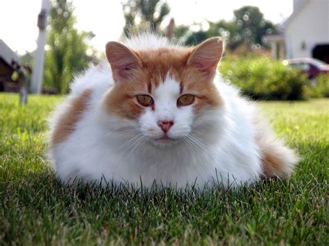 Turkish Van Cat Personality And Behavior Pettime