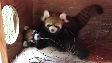 Columbus Zoo Shows You What Red Pandas Do In Their Nest Box Wsyx