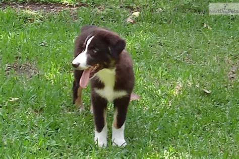 However, free aussie dogs and puppies are a rarity as rescues usually charge a small adoption fee to cover their expenses (usually less than $200). Akc/Asca *Leo*: Australian Shepherd puppy for sale near ...