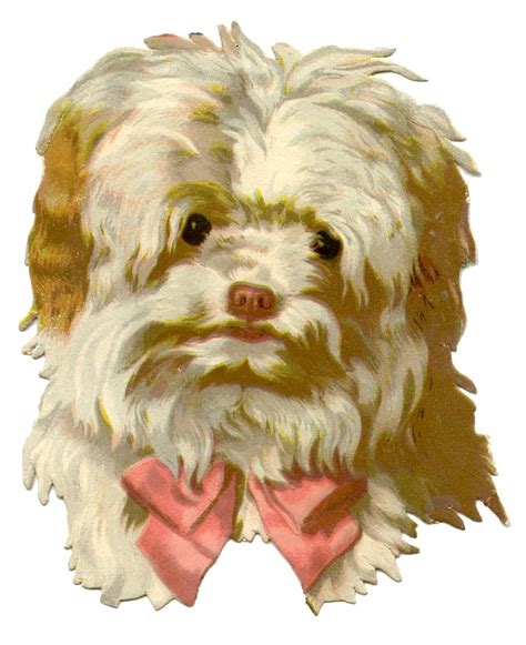 Vintage Dog Image Scruffy With Bow The Graphics Fairy