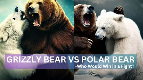 Grizzly Bear Vs Polar Bear Who Would Win In A Fight Youtube