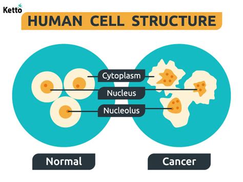 What Is Cancer Types Of Cancer Symptoms Causes And Treatments Ketto