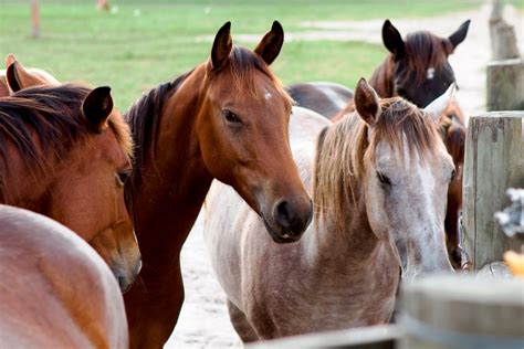The Nature Of The Beast Understanding Horse Behavior Panhandle