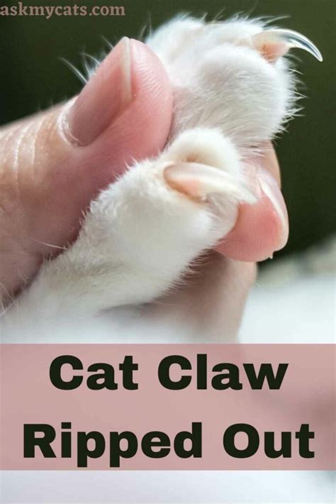 Do Cat Claws Grow Back Poultry Care Sunday