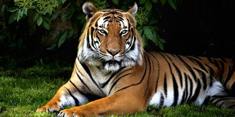 I looking for the wild animals in indonesia tiger, orangutan, komodo dragon. Indonesia - Kaleidoskope