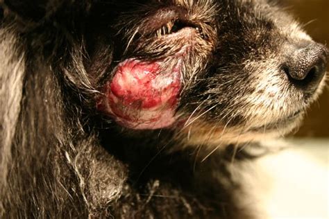 How Do I Know If My Dog Has A Abscess Tooth
