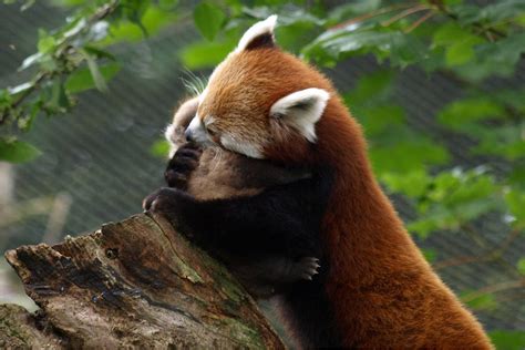 Two Red Pandas Hugging So Precious Panda Roux Photo Animaux Bébé
