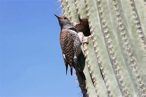 Desert Birds Cactus Garden The Sonoran Desert With Child Friendly Facts