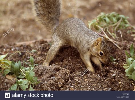 Ground Squirrel Digging High Resolution Stock Photography And Images