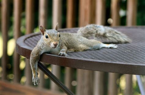 The 17 Best Reader Photos From My Squirrel Week Photo Contest The