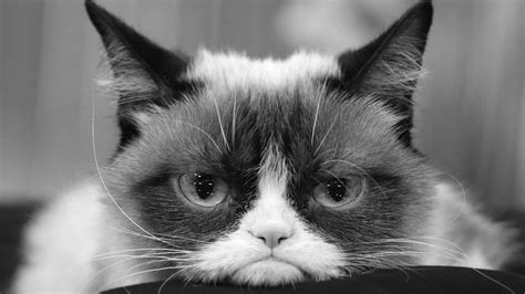 Funny cat on the internet. Grumpy Cat | Promiflash.de