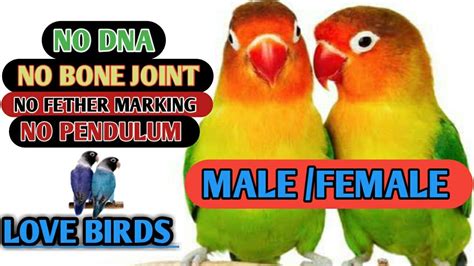 How To Identify Love Birds Male Female Love Birds Gender Youtube