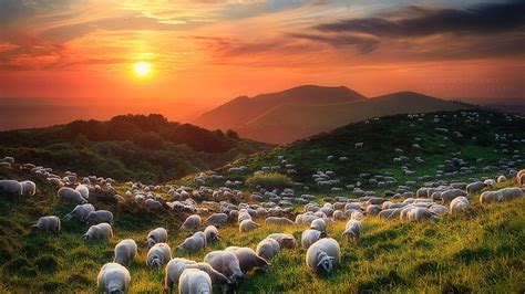 Sheep Wallpapers Top Free Sheep Backgrounds Wallpaperaccess