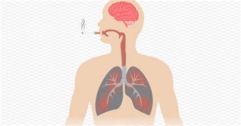 A Fumaça Do Cigarro Vai Para O Estômago