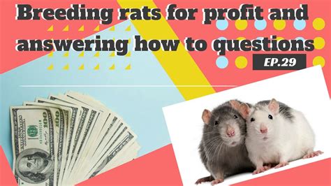 These fish are super easy to breed. Breeding rats for profit and answering how to questions ...