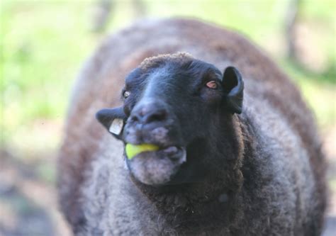 Apple Eating Sheep Bedlam Farm
