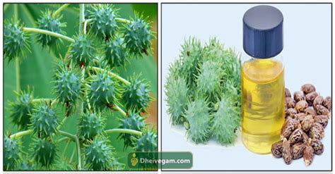 You can never find a single south indian home without castor oil. விளக்கெண்ணெய் பயன்கள் | Vilakkennai uses in Tamil | Benefits