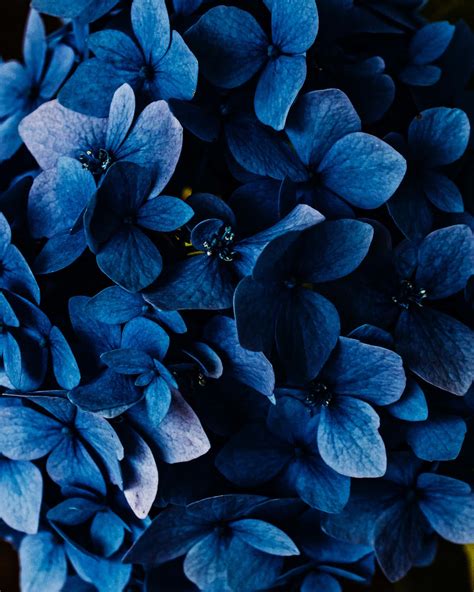 100 Blue Flowers Phone Wallpapers