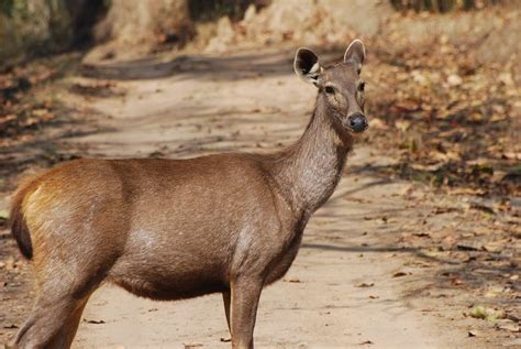 India Travel Pictures Kanha Sambar Deer Female