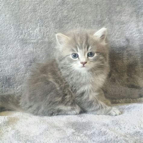 Picture of kittens with a black outline on a white background. GREY EXOTIC LONGHAIRED KITTEN | Bradford, West Yorkshire ...