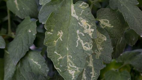 White Lines On Tomato Leaves — Worrying Or Not
