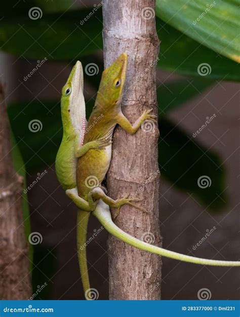 Male And Female Green Anoles Mating Stock Photo Image Of Plant