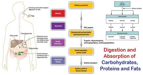 Digestion And Absorption Of Carbohydrates Proteins And Lipids Vlr