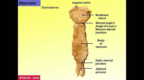 The sternum or breastbone sits in the center of the ribcage. Magdy Said, Anatomy series,Thorax 3, Features of ribs and sternum,v 1 - YouTube
