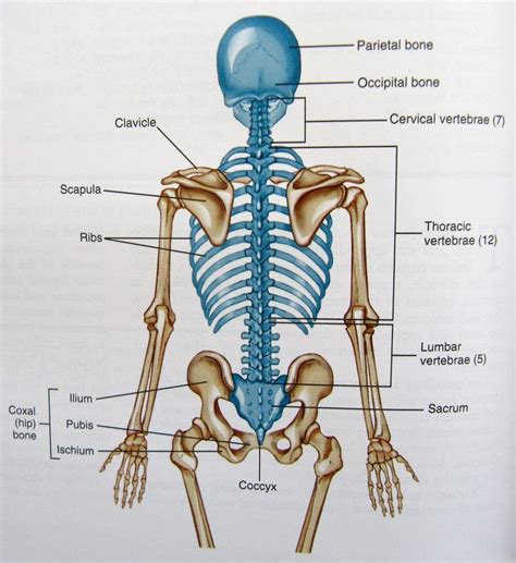 Because humans stand upright, the hole is more centrally located underneath the skull. axial-skeleton-diagram | Axial skeleton, Skeleton anatomy ...
