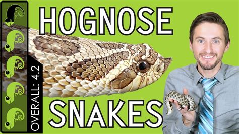 Although they aren't currently the most popular choice of pet, more and more reptile enthusiasts are becoming interested in raising a hognose snake. Western Hognose, The Best Pet Snake? - YouTube