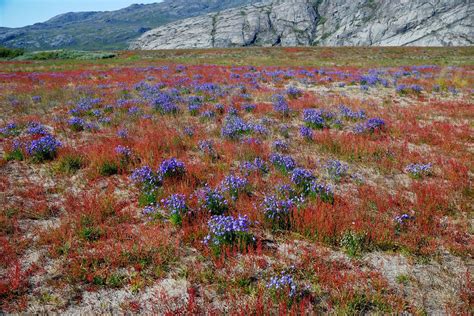 Best Time For Flower Valleys Blooming In Greenland 2024 Roveme