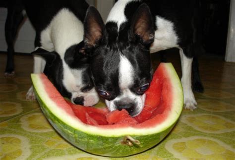 Watermelon Summer Treats For Your Dogs