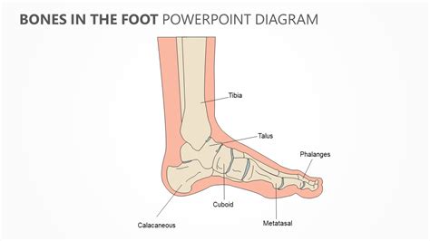 Bones In The Foot Powerpoint Diagram Pslides