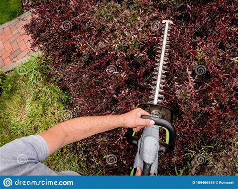 A Gardener Trimming Shrub With Hedge Trimmer Stock Photo Image Of Lifestyle Manual