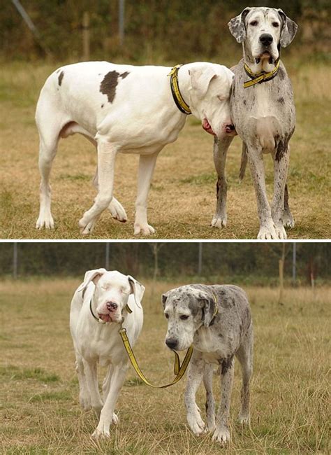 20 Funny Great Danes Being Largest Lapdogs Of The World