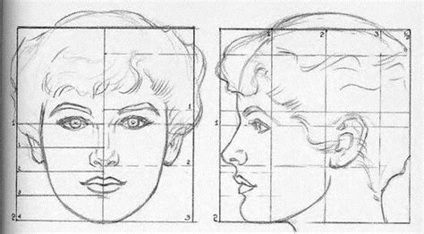 Anatoref Proportions Of The Head Tutorials By Andrew Drawing