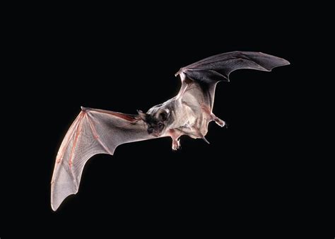 Vampire Bat Flying
