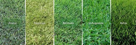 Grass Type Comparison Bermuda St Augustine Zoysia Buffalo