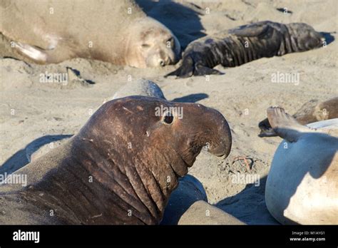 Close Up Of Male Elephant Seal Laying On A Beach Elephant Seals Take