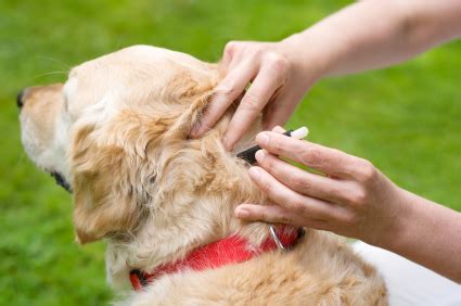 If your cat is infested, your vet will give you a tapeworm medicine called a dewormer. health - How effective is flea and tick spot treatment on ...