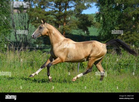 Buckskin Akhal Teke Breed Horse Running In Gallop Outside In The Field