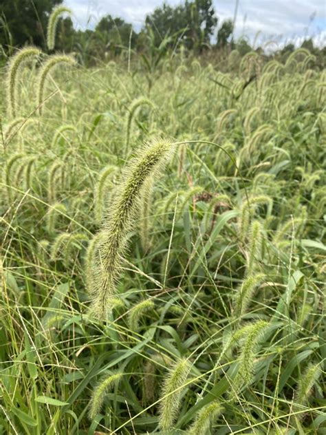 Foxtail Weed Id Wednesday Extension Marketing And Communications