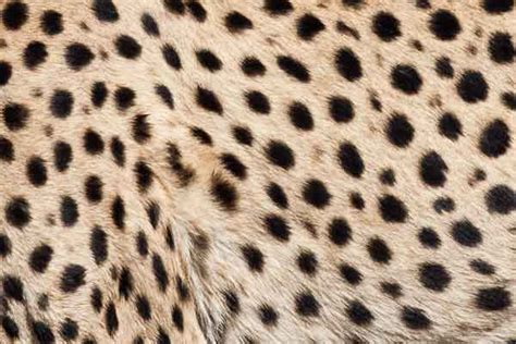Cheetah Spots And Fur