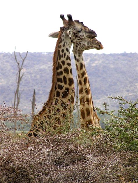 Solitary Dog Sculptor I Animals Animales Giraffe Jirafa Part 3