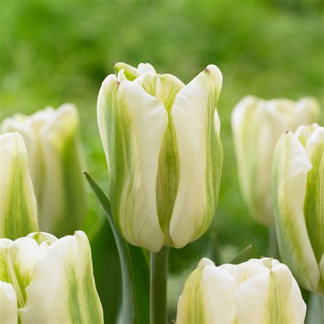 New Tulip Bulbs For Fall 2016 Longfield Gardens
