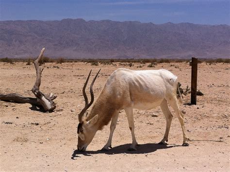 Lianas Adventures Desert Animals