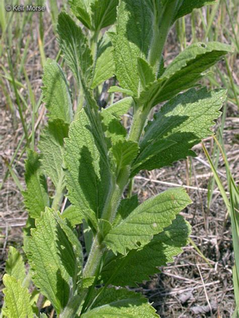 Verbena Stricta Hoary Vervain Go Botany