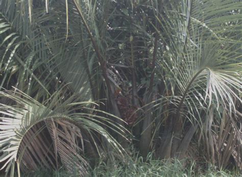 Pemanfaatan kulit buah nipah mulyadi dkk. Kampungku Indah , Parit Nipah