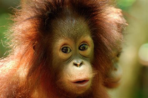 Orangutan Young Pongo Pygmaeus Sepilok Photograph By Nhpa Fine Art