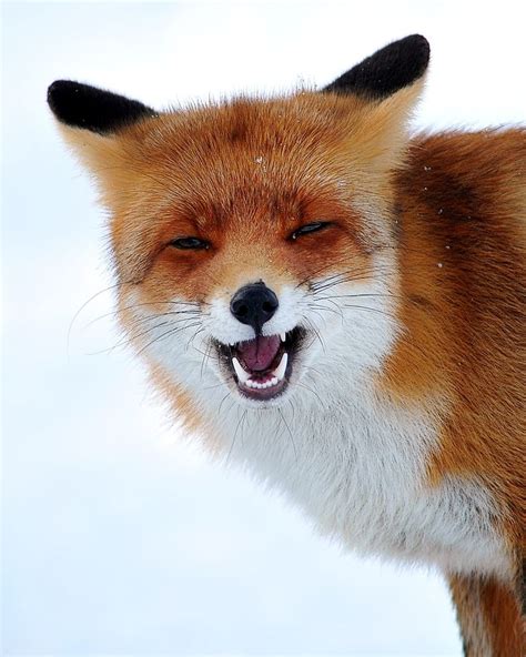 Foxy Smile By Foto Foosa Animals Beautiful Animals Wild Cute Animals